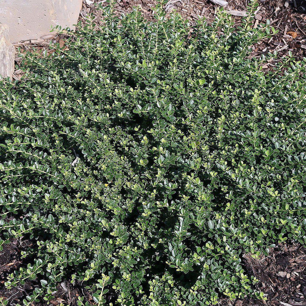 Ilex crenata 'Helleri'  - Helleri Japanese Holly