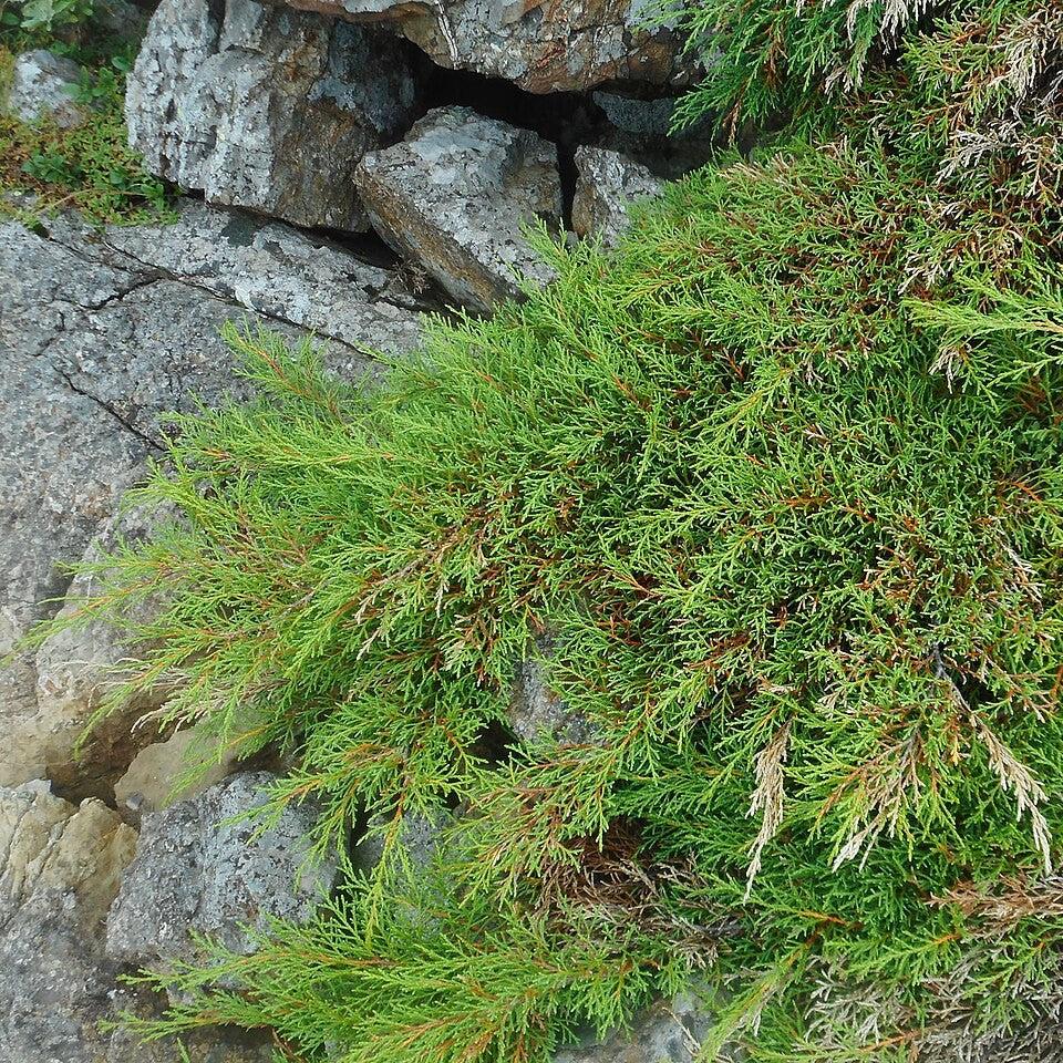 Microbiota decussata  - Siberian Cypress, Russian Arborvitae
