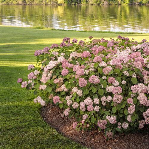 Hydrangea arborescens 'NCHA2'  - Invincibelle® Spirit II Hydrangea