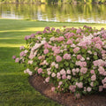 Hydrangea arborescens 'NCHA2'  - Invincibelle® Spirit II Hydrangea