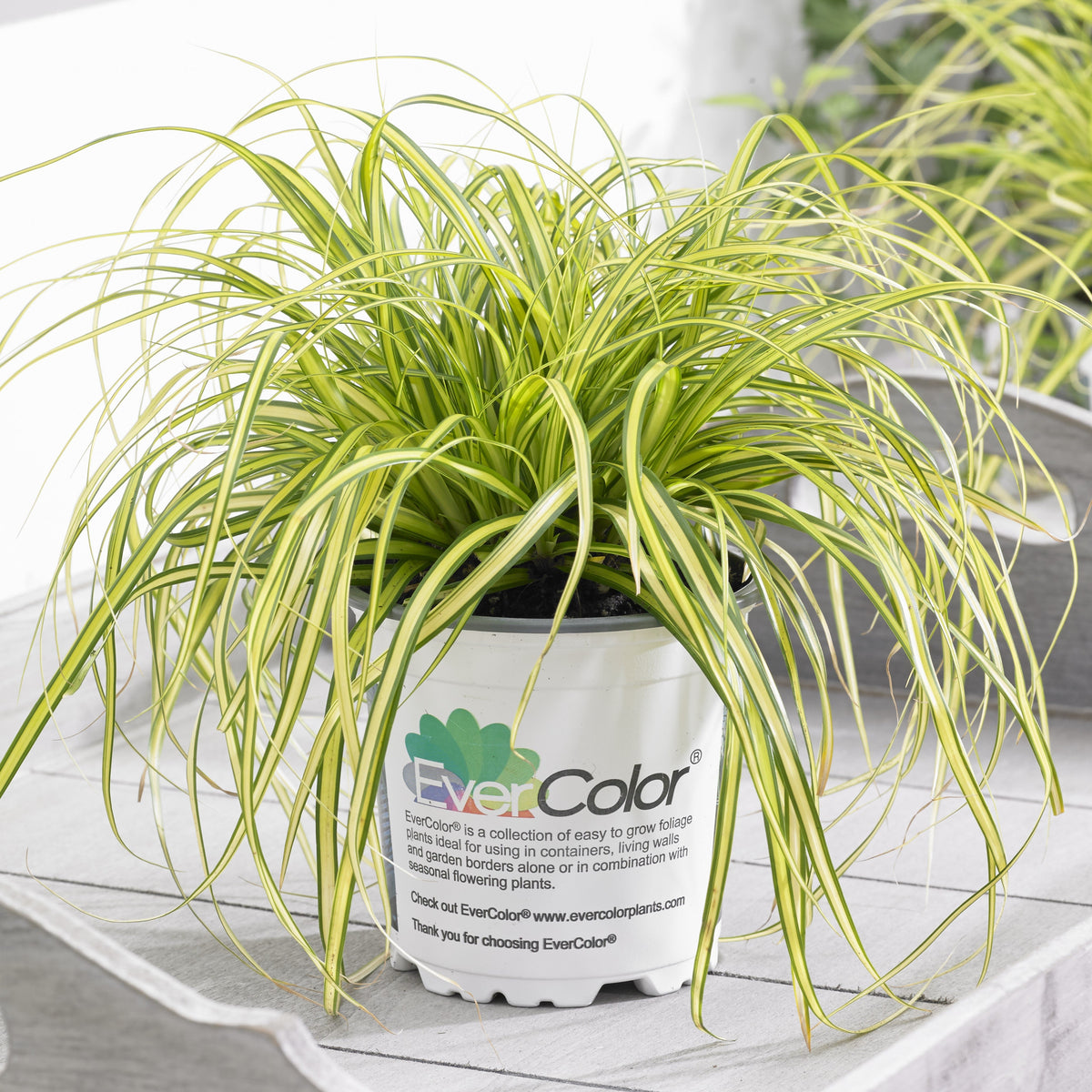 Carex oshimensis 'Eversheen' PP25938  - Evercolor® Eversheen Variegated Sedge
