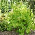 Cotinus coggygria 'MINCOJAU3'  - Winecraft Gold® Smokebush