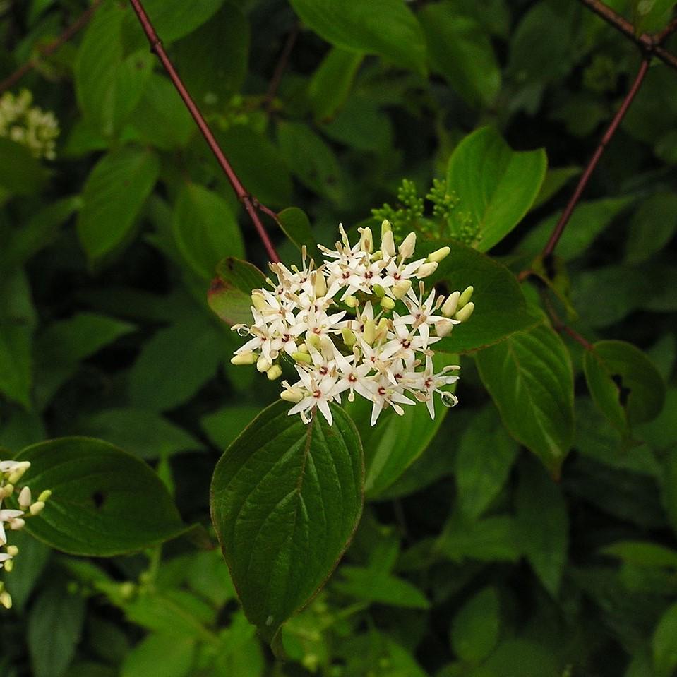 Cornus amomum  - Silky Dogwood