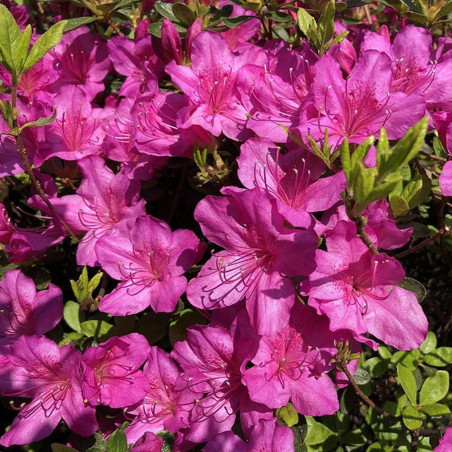 Azalea x 'Girard's Fuchsia'  - Girard's Fuchsia Azalea