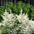 Astilbe chinensis 'Vision in White'  - Vision in White Chinese Astilbe