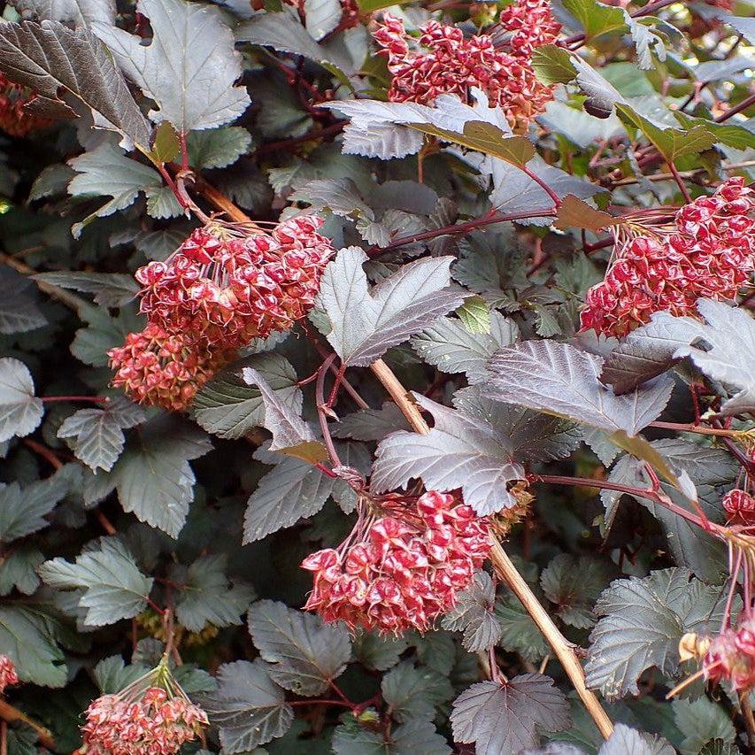 Physocarpus opulifolius 'Monlo'  - Diablo® Ninebark
