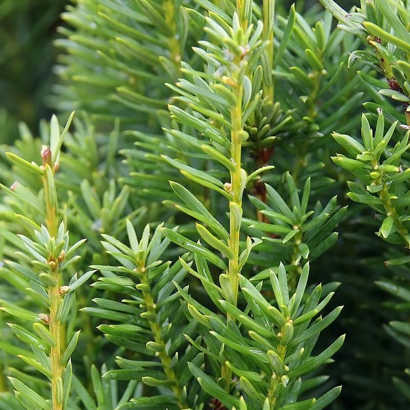 Taxus × media 'Hicksii'  - Hick's Yew