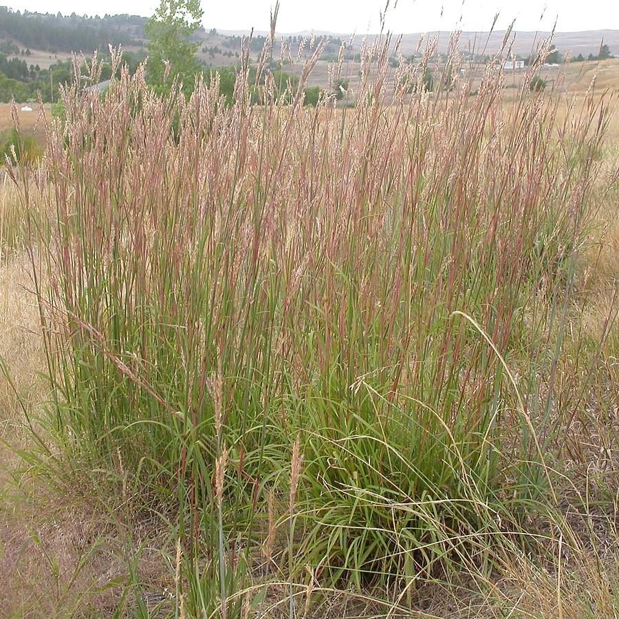 Andropogon gerardii  - Big Bluestem