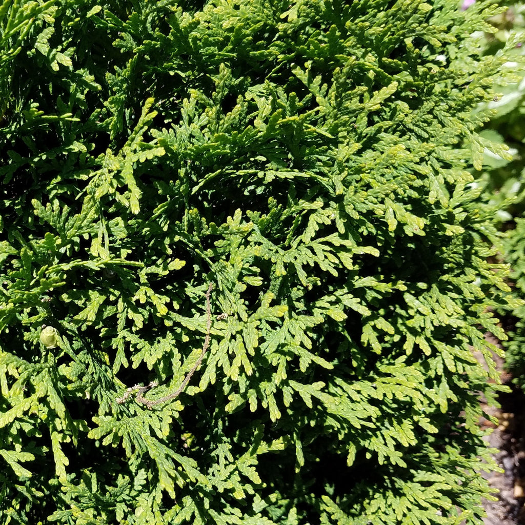 Thuja occidentalis 'Hetz Midget'  - Hetz Midget Arborvitae, Mini Arborvitae