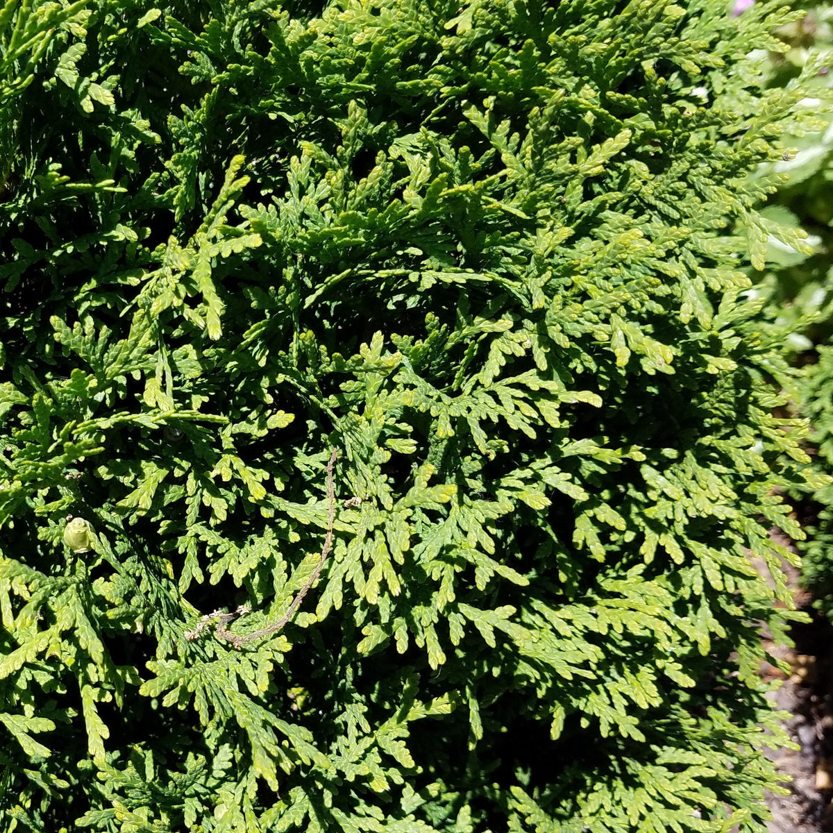 Thuja occidentalis 'Hetz Midget'  - Hetz Midget Arborvitae, Mini Arborvitae