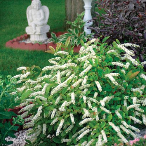 Itea virginica 'Sprich'  - Little Henry® Sweetspire