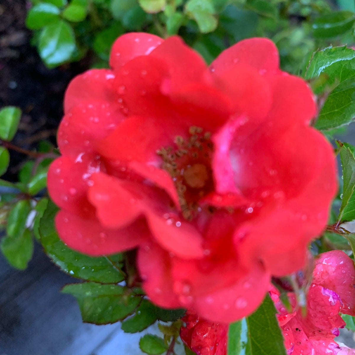 Rosa ‘Meidrifora' PP #19,148  - Coral Drift® Rose