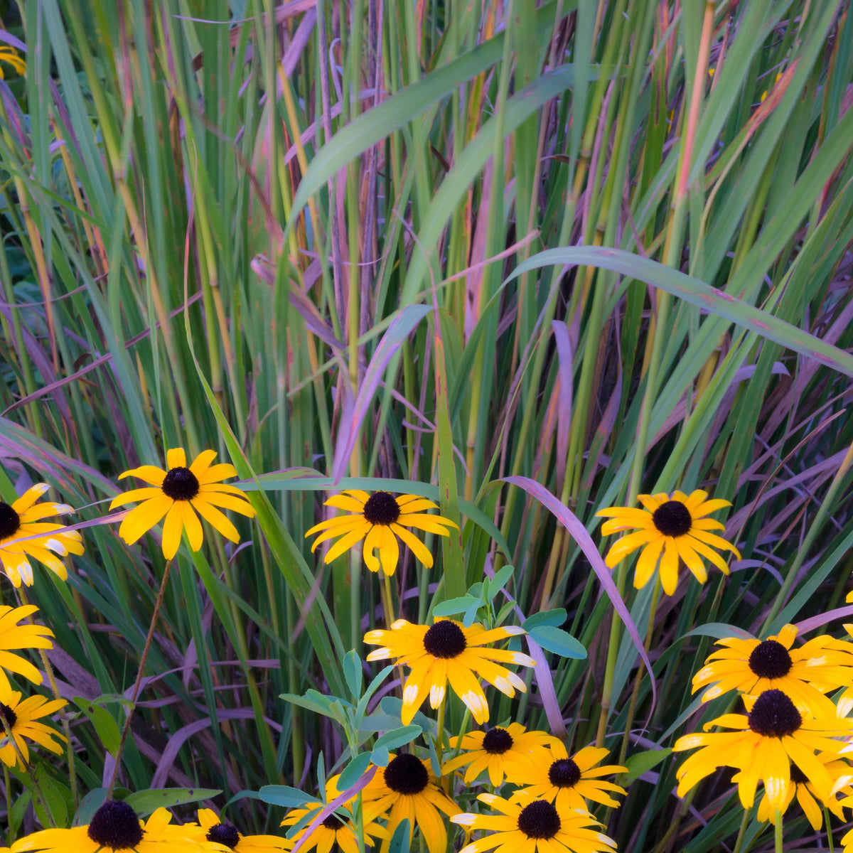 Schizachyrium scoparium 'Twilight Zone' PP27432  - Twilight Zone Little Bluestem