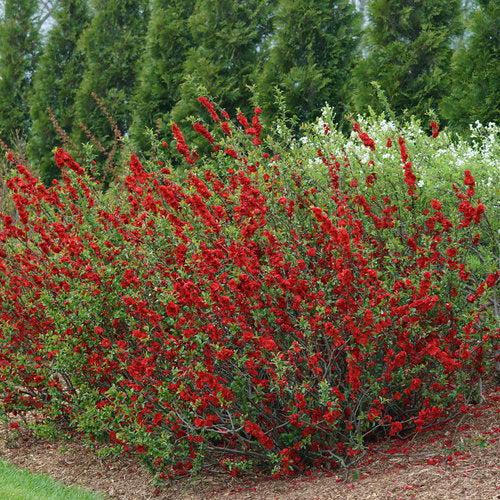 Chaenomeles speciosa 'Scarlet Storm' USPP 20,951  - PW® Double Take™ Scarlet Flowering Quince