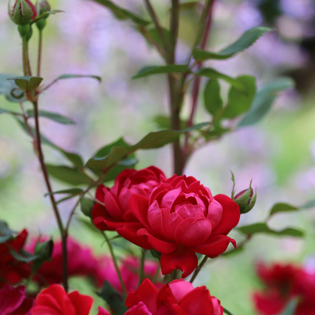 Rosa x 'Meibenbino'  - Petite Knock Out® Rose