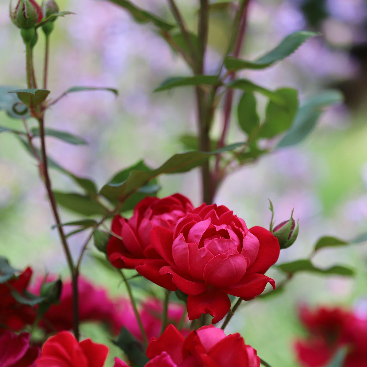 Rosa x 'Meibenbino'  - Petite Knock Out® Rose