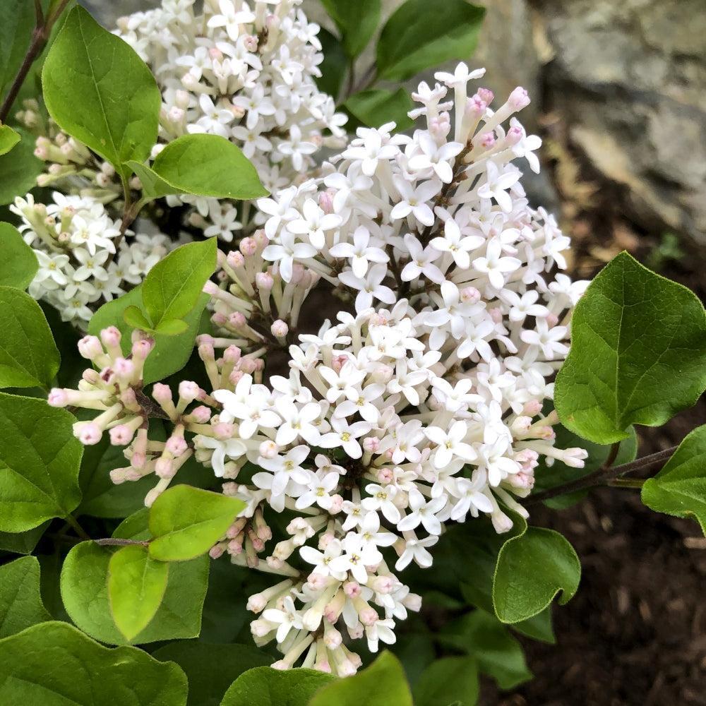 Syringa meyeri 'JDB123WHITEHOUSE'  - Bloomin' Easy® Pearl Potion™ Korean Lilac