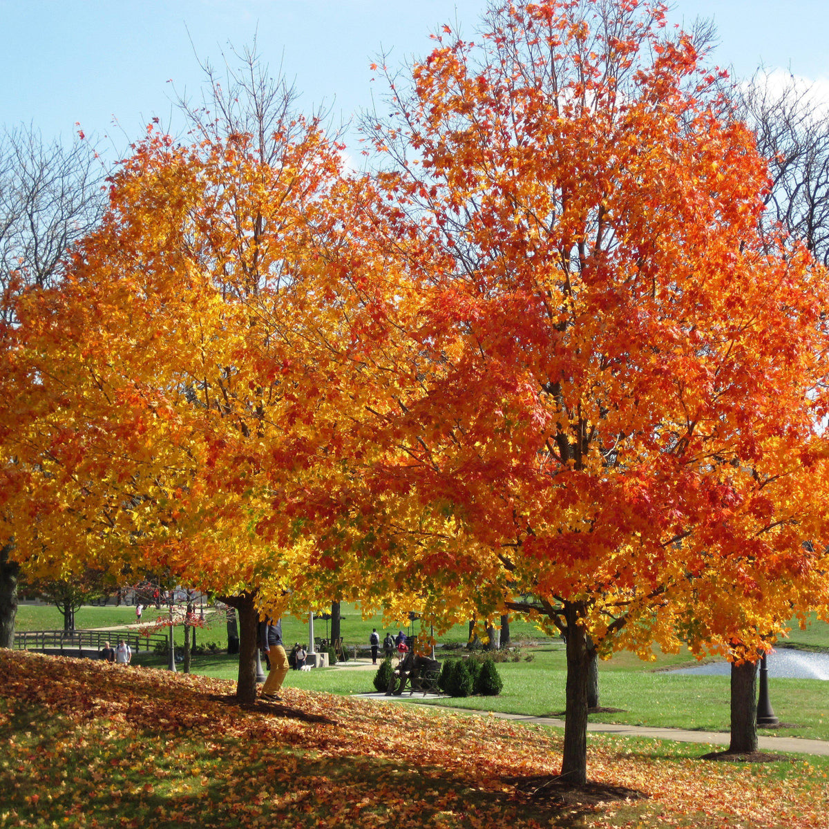 Acer saccharum  - Sugar Maple