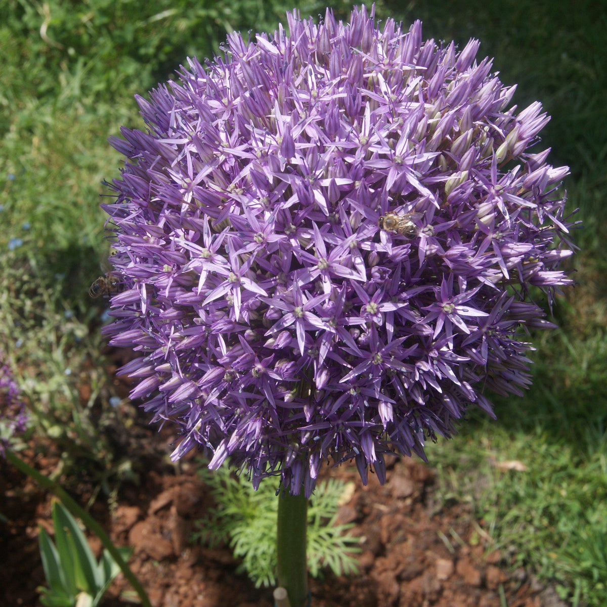 Allium 'Globemaster'  - Globemaster Ornamental Onion
