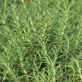Rosmarinus officinalis 'Salem'  - Salem Rosemary