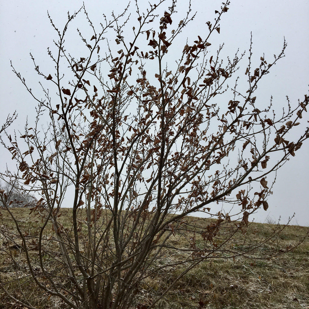 Corylus americana  - Hazelnut, American Filbert