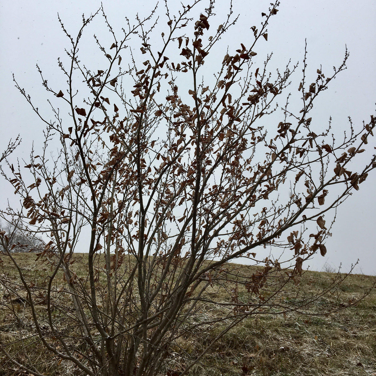 Corylus americana  - Hazelnut, American Filbert