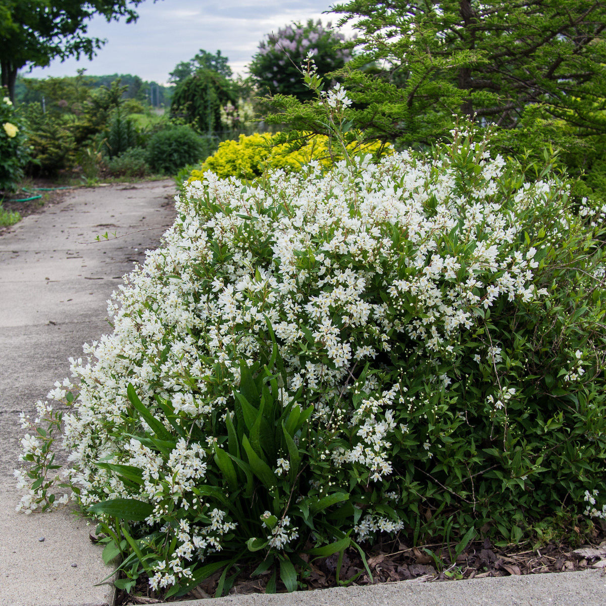 Deutzia gracilis 'Nikko'  - Dwarf Nikko Deutzia