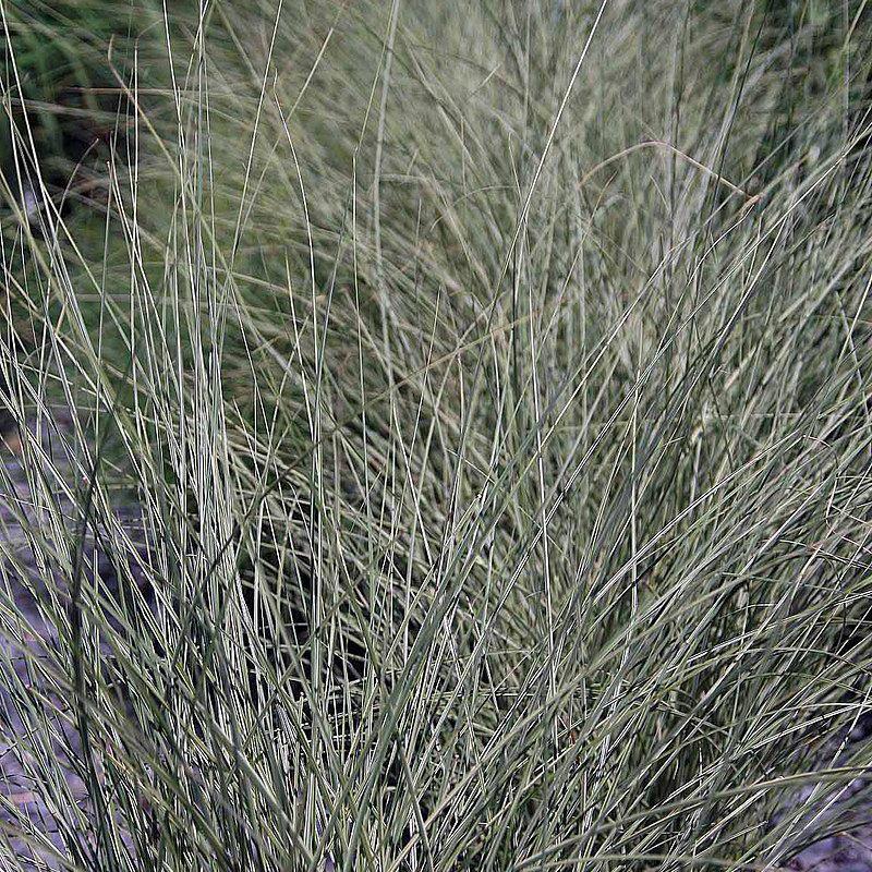Miscanthus sinensis 'Morning Light'  - Morning Light Maiden Grass