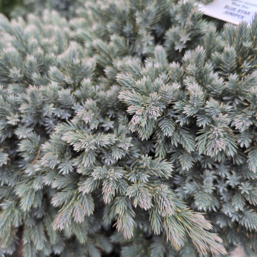 Juniperus squamata 'Blue Star'  - Blue Star Juniper