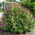 Buddleia davidii 'PIIBD-II' PP26,278  - First Editions® Funky Fuchsia™ Butterfly Bush
