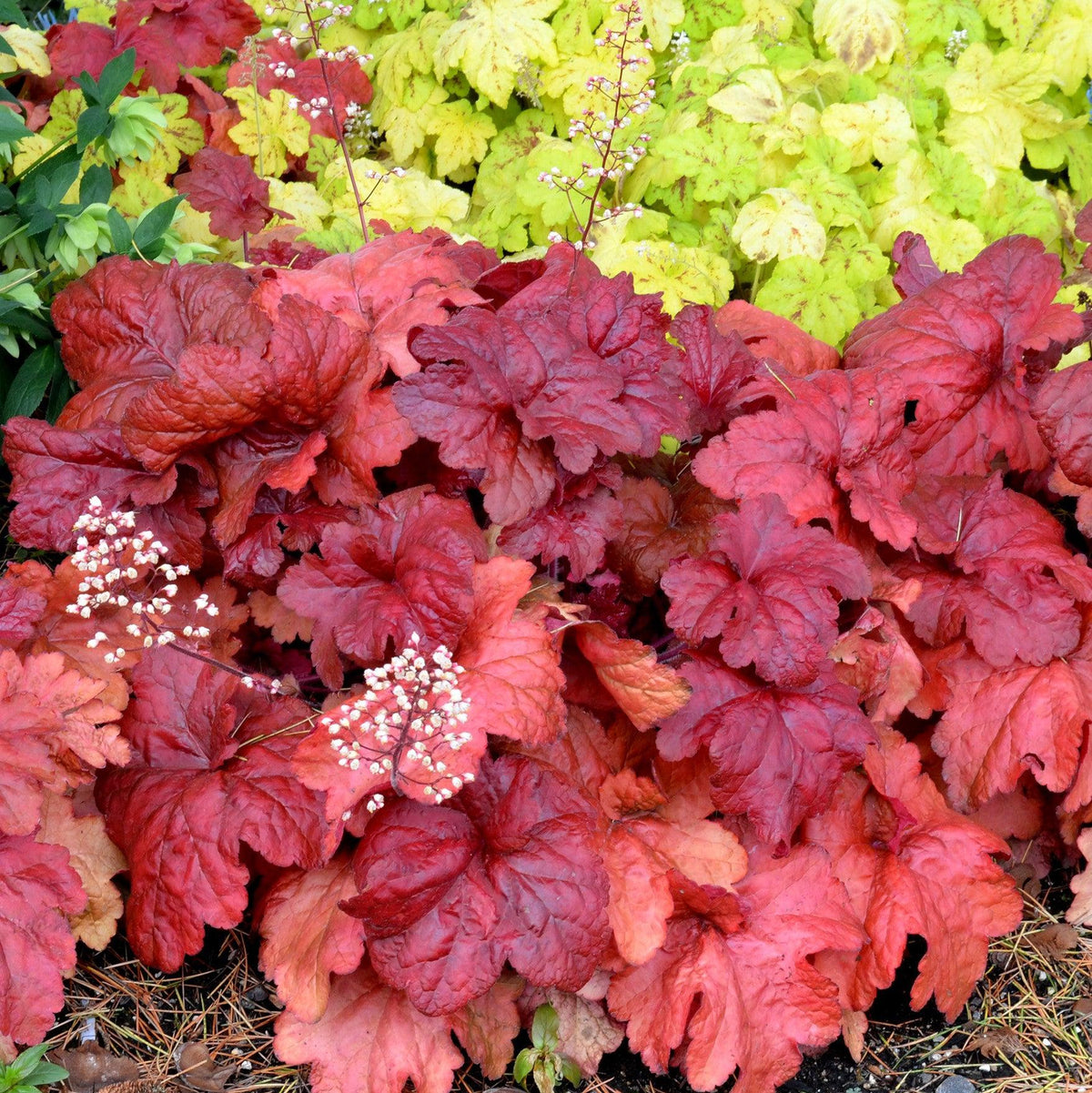 Heuchera x 'Fire Alarm' PP #24,525  - Fire Alarm Heuchera