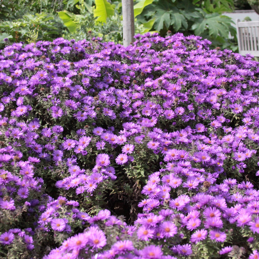 Aster nov-ang. 'Purple Dome'  - Purple Dome New England Aster