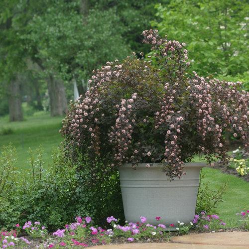 Physocarpus opulifolius 'Seward'  - Summer Wine® Ninebark