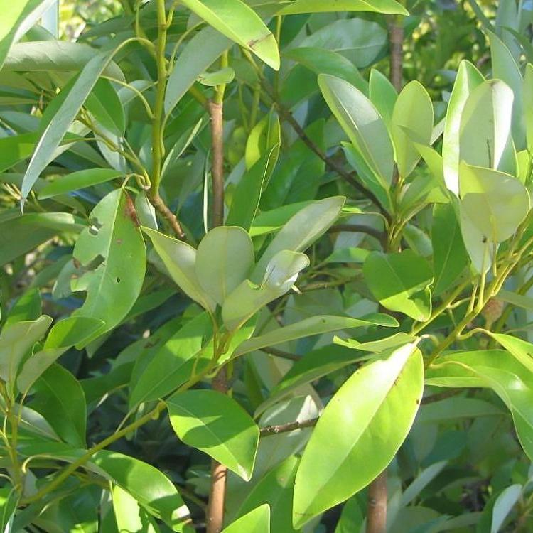 Magnolia virginiana 'Jim Wilson' PP12,065  - Moonglow® Sweet Bay Magnolia