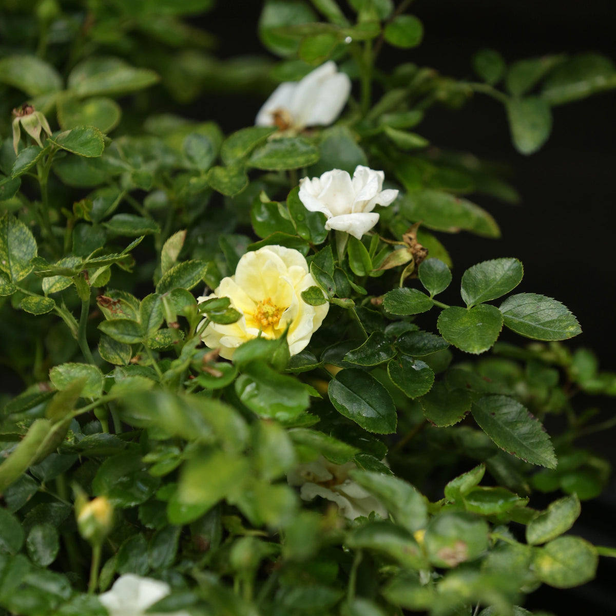Rosa 'Novarospop' PP#24,773  - Popcorn Drift® Rose