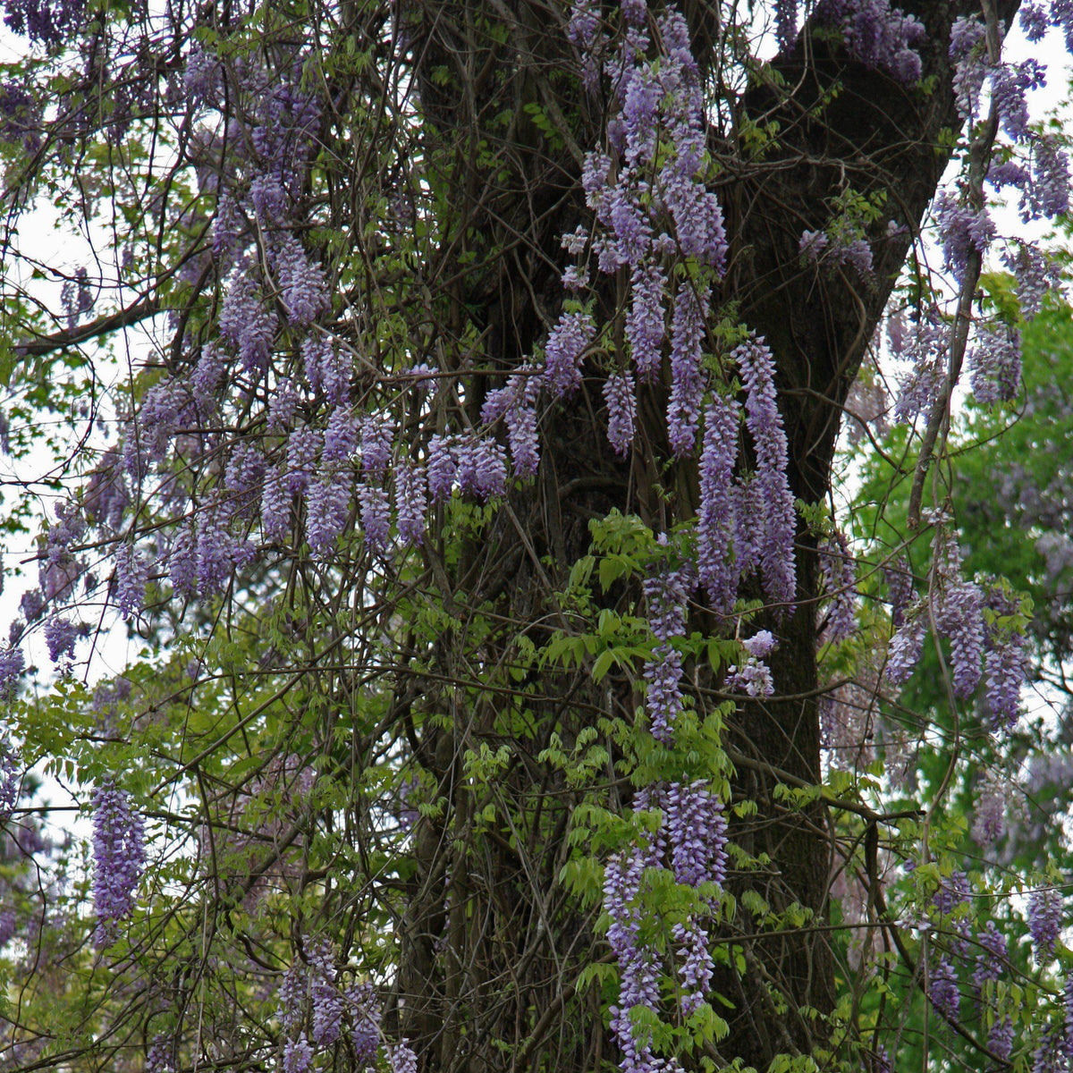 Wisteria frutescens 'Amethyst Falls'  - Amethyst Falls Wisteria