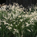 Pennisetum alopecuroides  - Fountain Grass