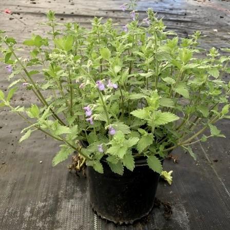 Nepeta x faassenii 'Novanepjun'  - Junior Walker™  Catmint