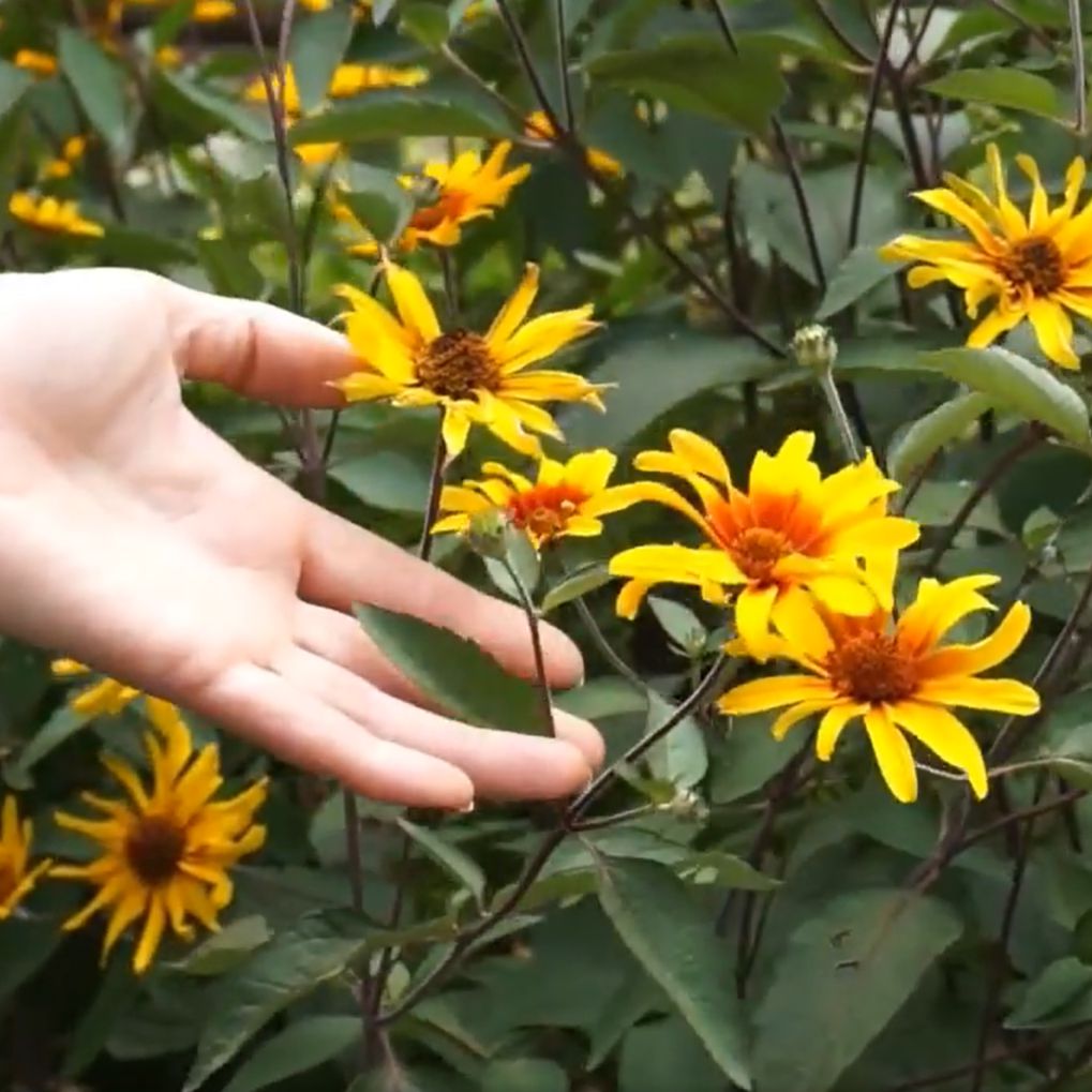 Heliopsis helianthoides var. scabra 'Burning Hearts'  - Burning Hearts False Sunflower