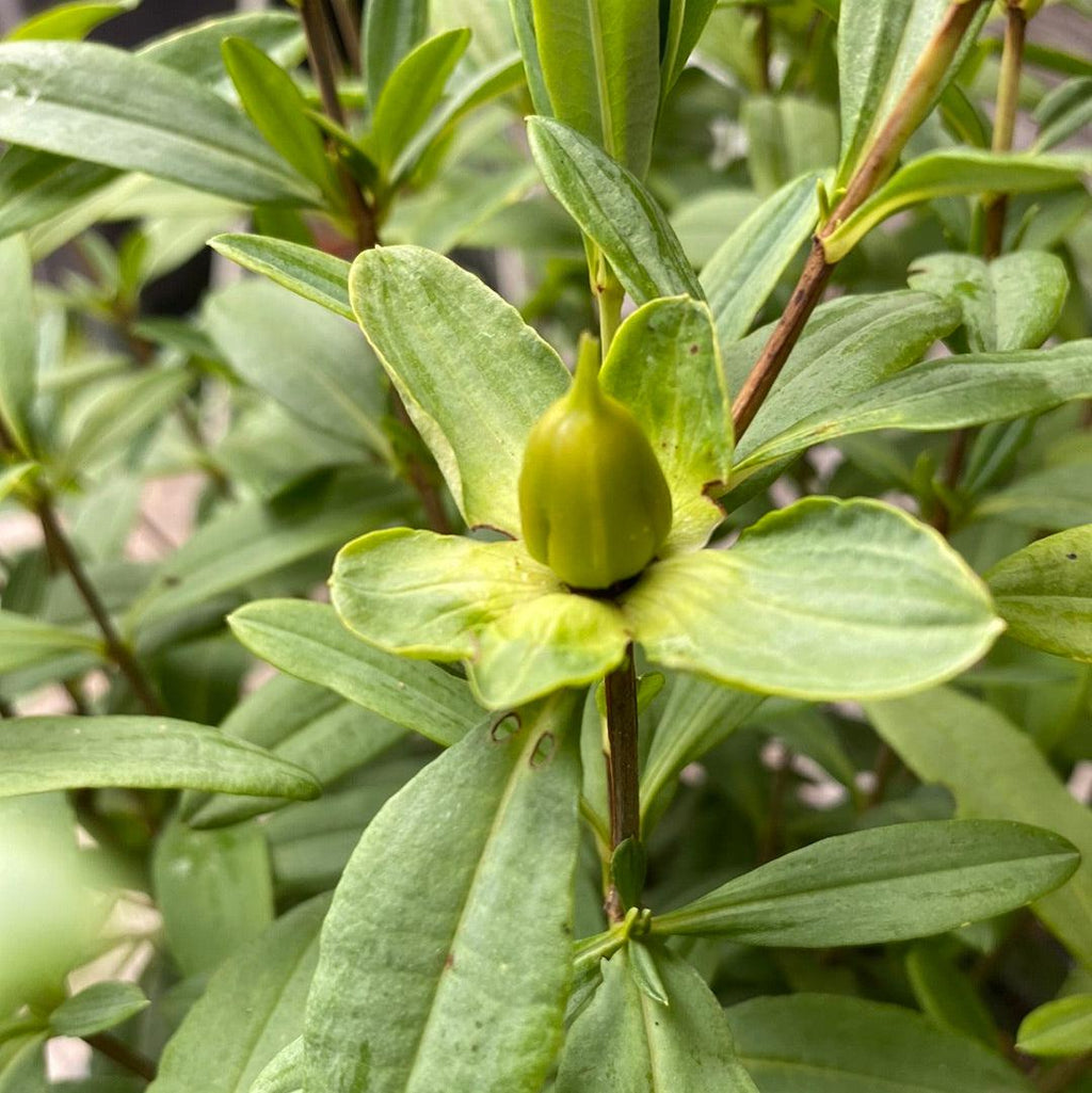 Hypericum frondosum 'Sunburst'  - Sunburst St. John's Wort