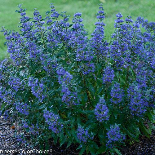 Caryopteris x clandonensis 'CT-9-12'  - Beyond Midnight® Bluebeard