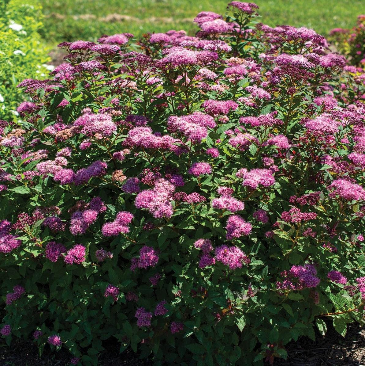 Spiraea japonica 'Iceconspir' PP 33,786  - Empire® Ice Dragon™ Spiraea