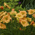 Hemerocallis 'Orange Smoothie'  - Rainbow Rhythm® Orange Smoothie Daylily