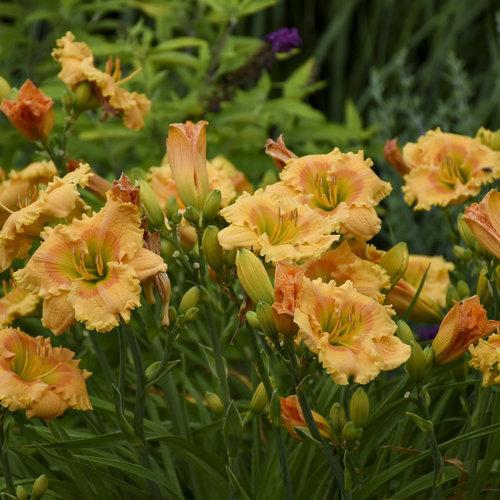Hemerocallis 'Orange Smoothie'  - Rainbow Rhythm® Orange Smoothie Daylily