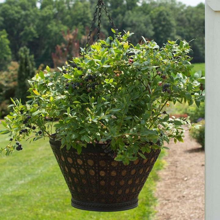 Vaccinium corymbosum hybrid 'FC12-029'  - Bushel and Berry® Sapphire Cascade Blueberry