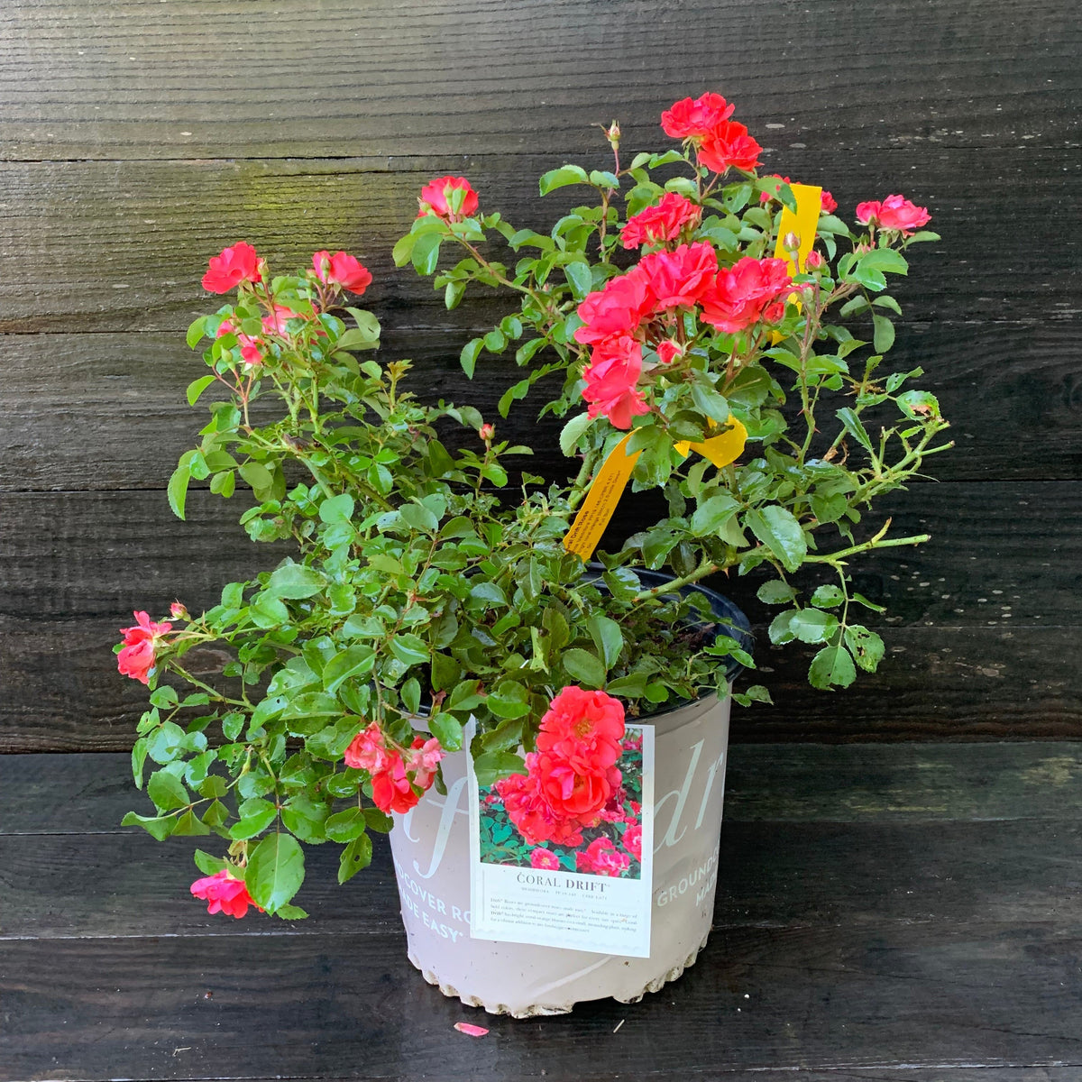 Rosa ‘Meidrifora' PP #19,148  - Coral Drift® Rose