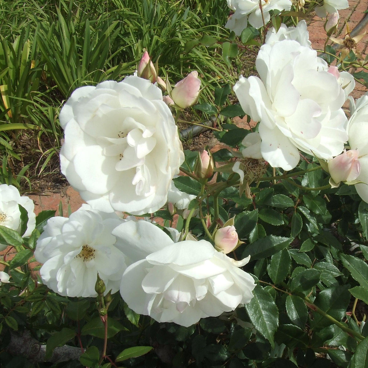 Rosa 'Korbin'  - Iceberg Rose