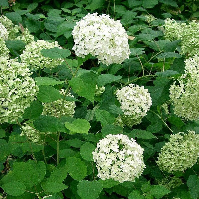 Hydrangea arborescens 'Annabelle'  - Mophead Hydrangea, Annabelle Hydrangea