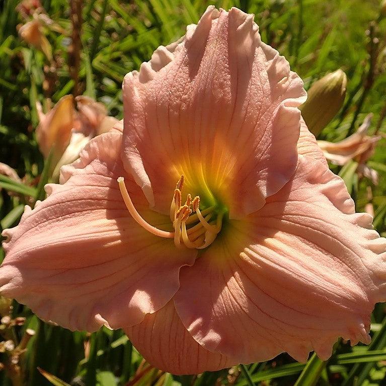 Hemerocallis 'Barbara Mitchell'  - Barbara Mitchell Daylily