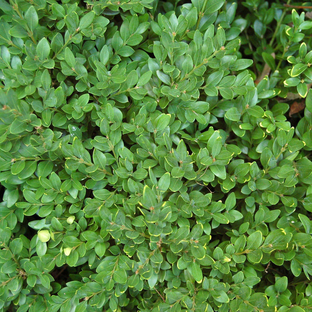 Buxus 'Green Velvet'  - Green Velvet Boxwood